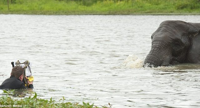 Wildlife Photographer Swims with Elephants