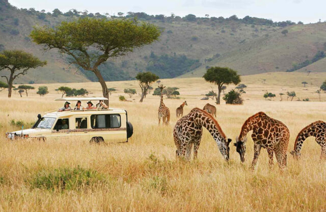 African Wildlife Safari